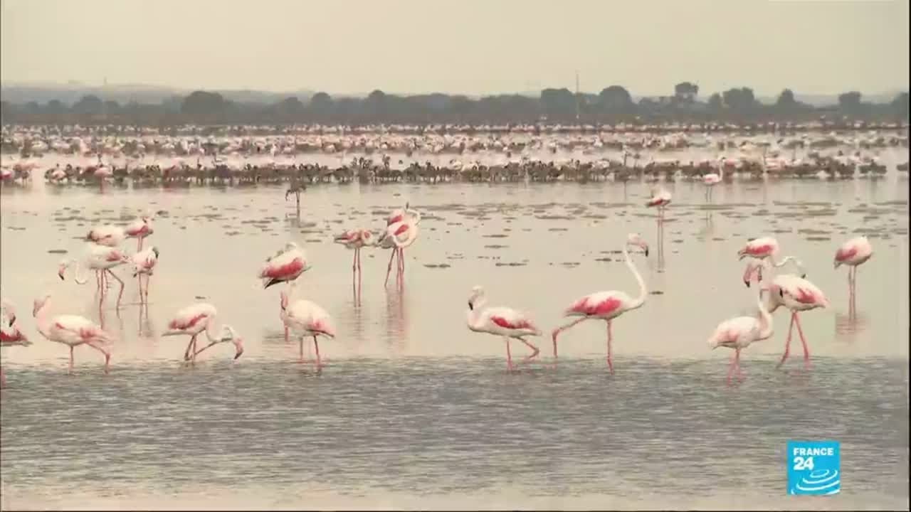 La Camargue voit la vie en rose