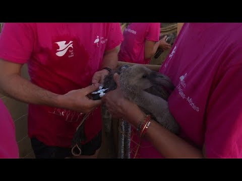 Camargue: pister les flamants roses pour mieux les préserver