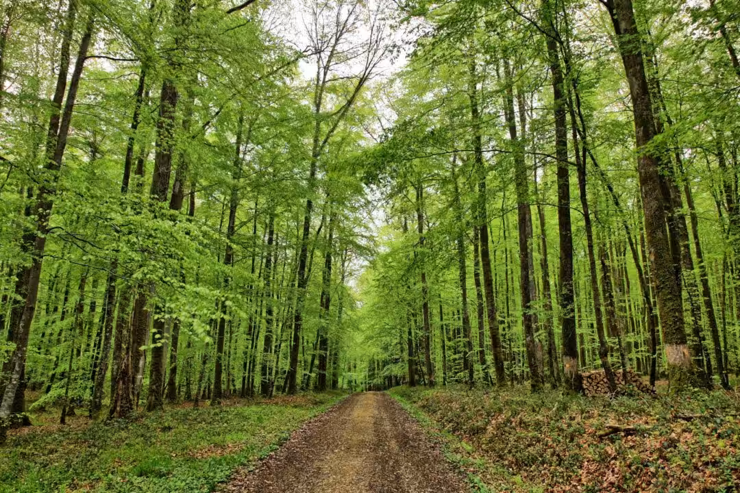 Célébrer un anniversaire au cœur de la nature