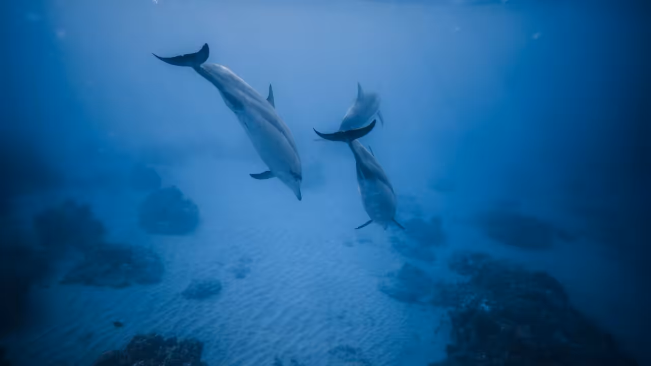 Nager avec les dauphins à la Réunion : où et comment les observer en 2026