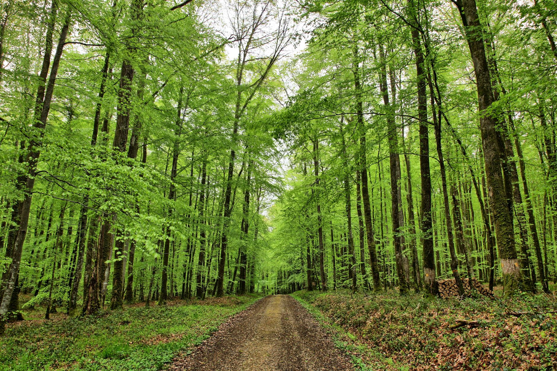 Célébrer un anniversaire au cœur de la nature