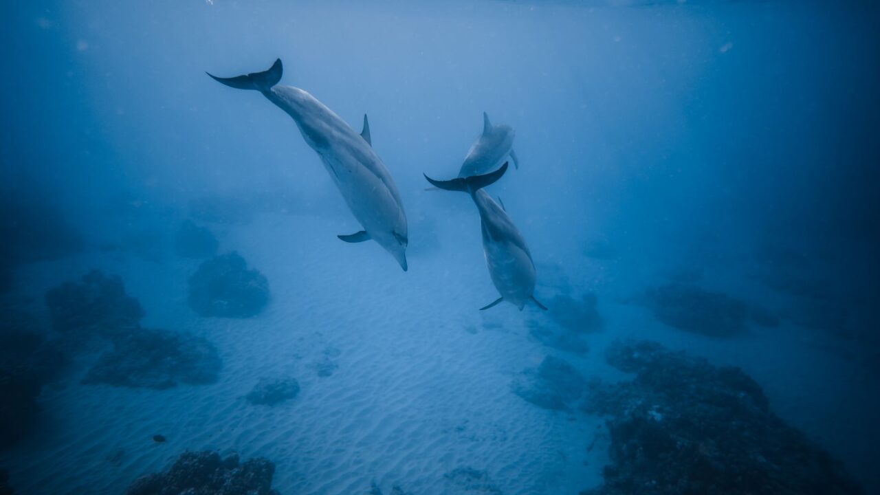 Nager avec les dauphins à la Réunion : où et comment les observer en 2026