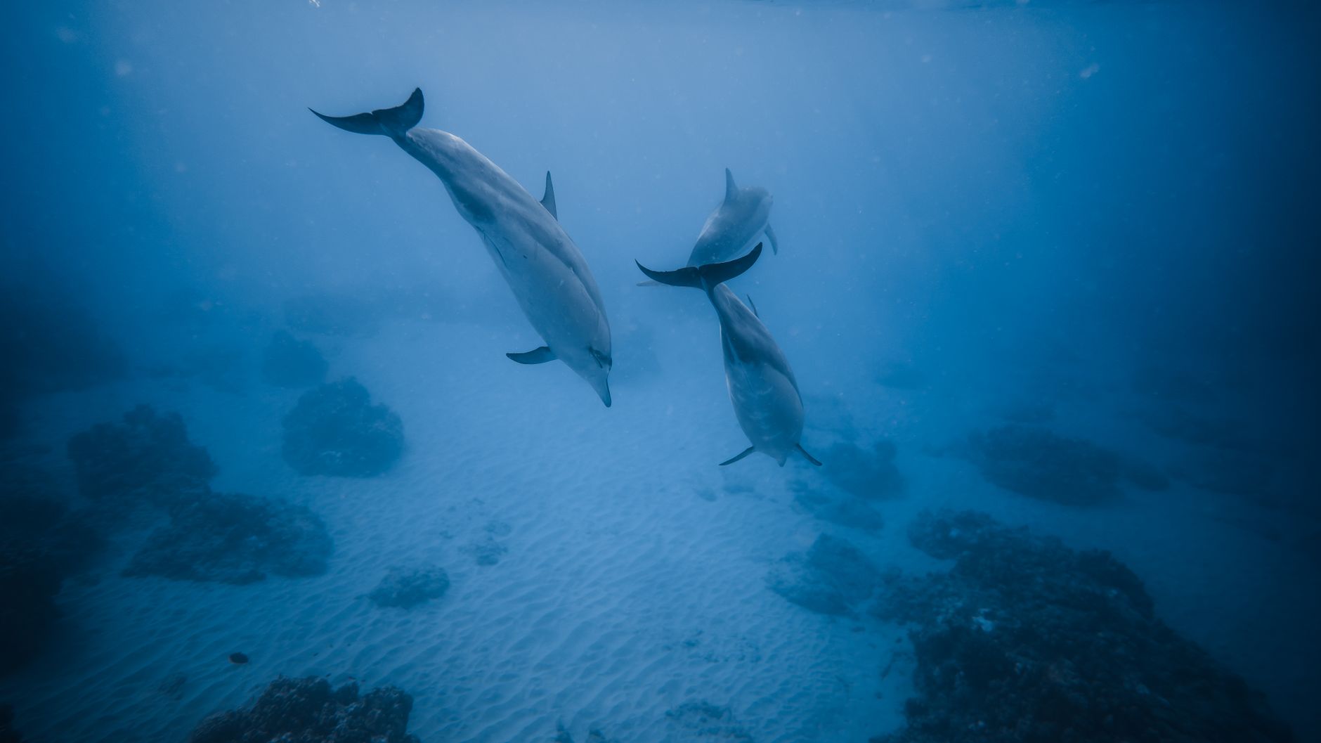Nager avec les dauphins à la Réunion : où et comment les observer en 2026