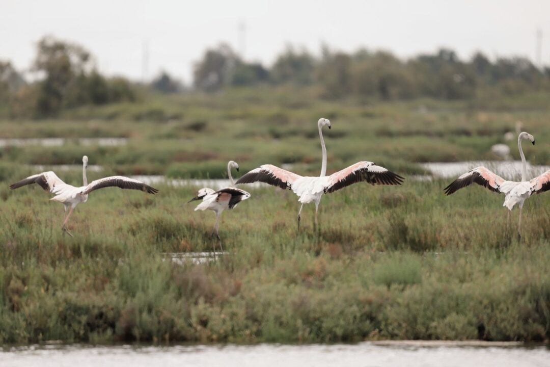 Que faire en Camargue : idées pour un week-end entre nature et villages typiques