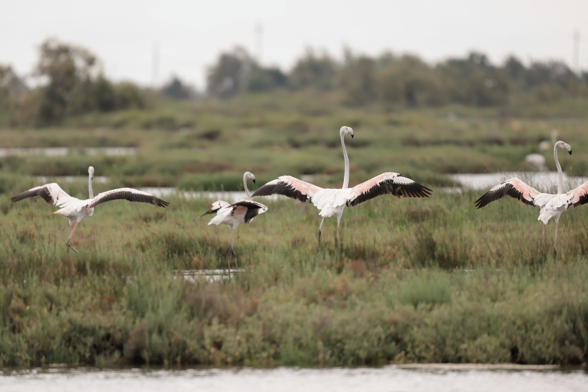 Que faire en Camargue : idées pour un week-end entre nature et villages typiques