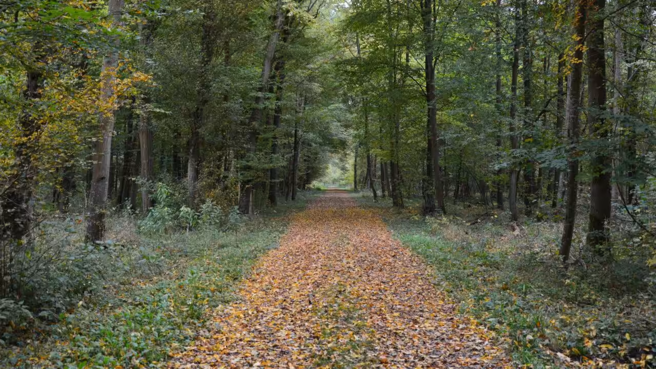 La forêt des sensations : une balade poétique au cœur de l&rsquo;expérimentation