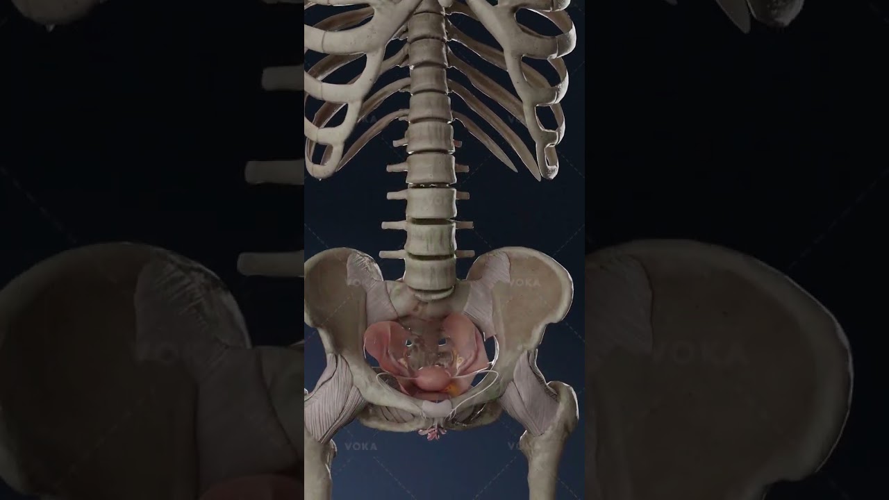 Qu'est-ce que la vaginite atrophique et quel est son impact sur la santé vaginale ? Visualisation 3D