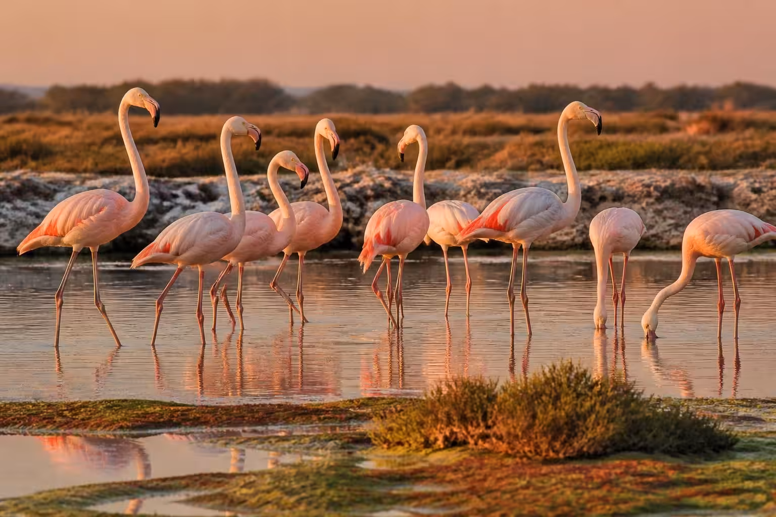 découvrez pourquoi les flamants roses de camargue arborent leur couleur distinctive grâce à leur alimentation et leur habitat unique.