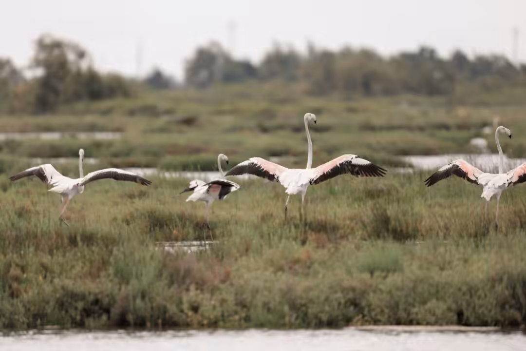 Que faire en Camargue : idées pour un week-end entre nature et villages typiques
